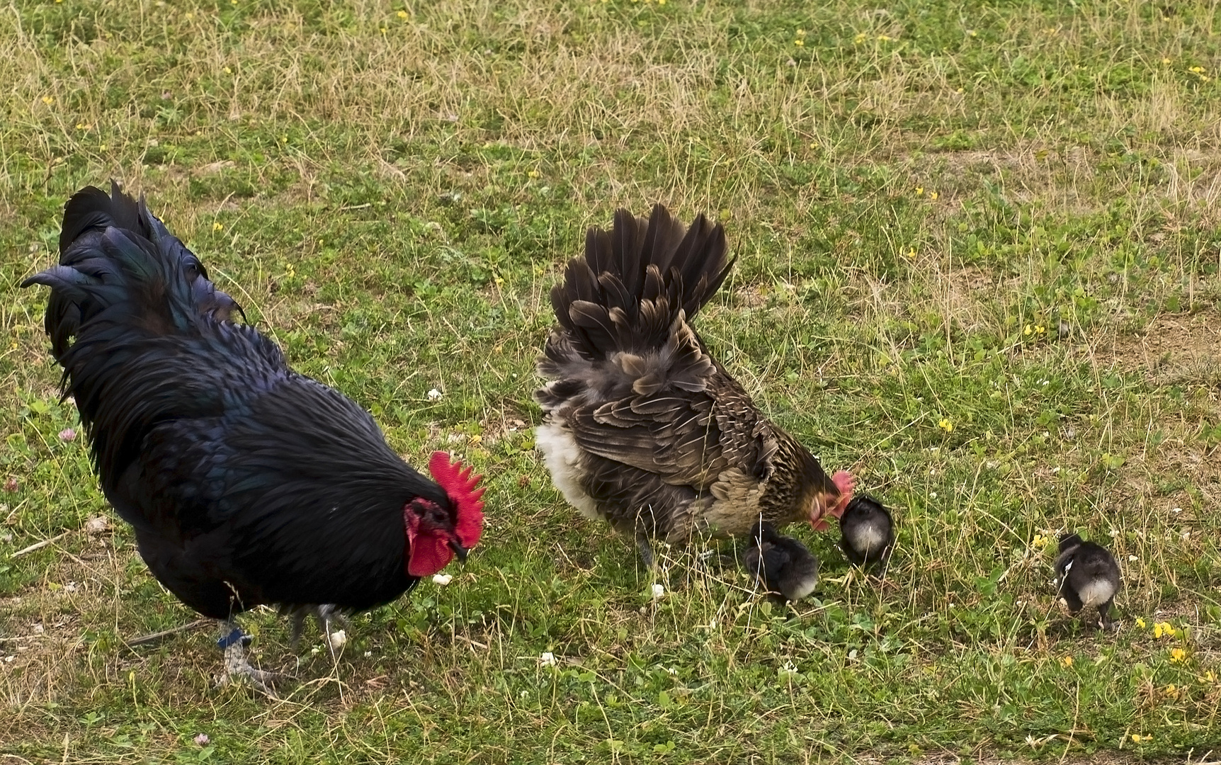 Picorage en famille