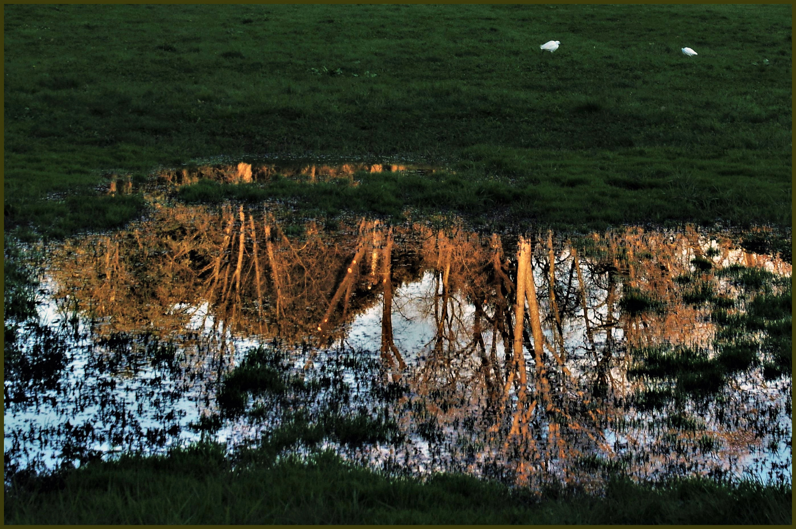 Picorer les derniers reflets du jour .....