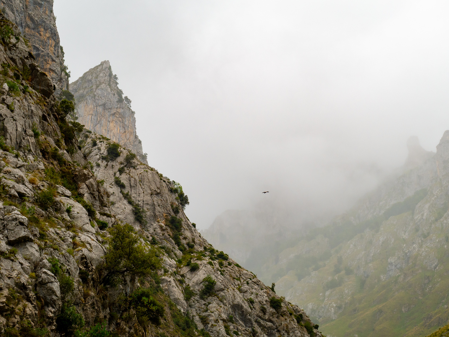 Picos de Europa