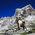 Picos de Europa 9