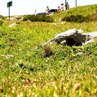 Picos de Europa