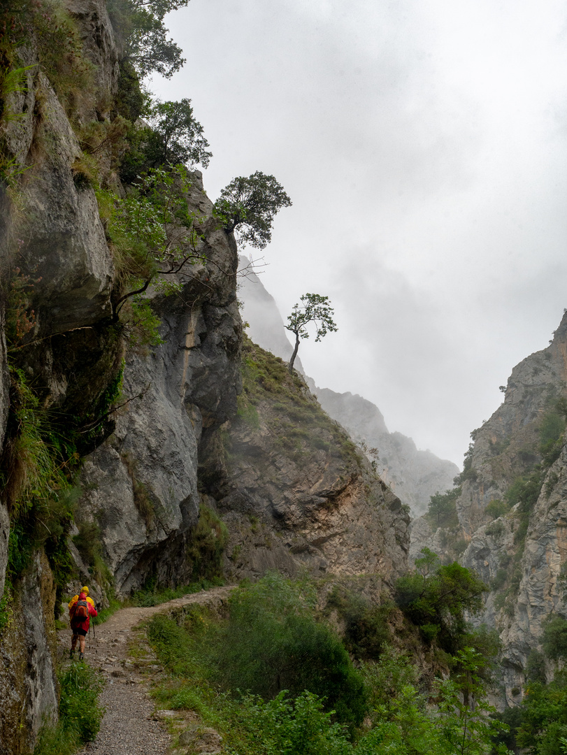 Picos de Europa