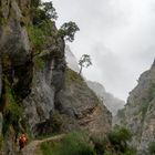 Picos de Europa