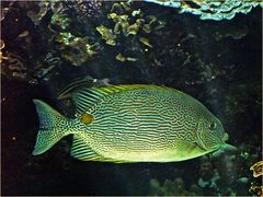 Picot rayé -- Siganus lineatus -- Linierter Kaninchenfisch