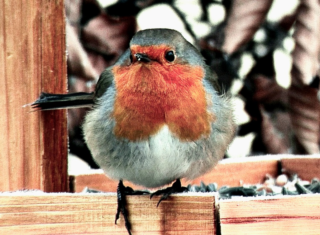 Picsart_Ein Rotkehlchen bei der Fütterung Foto & Bild tiere, wildlife