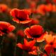 Mohn