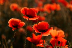 Mohn