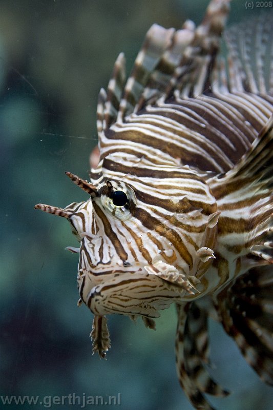 Picture of a devilfish taken at the zoo (Artis)