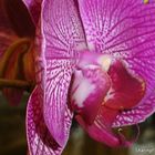 Picture of Flower at Bok Tower Gardens in Lakeland Florida