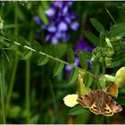 Picture With Butterfly