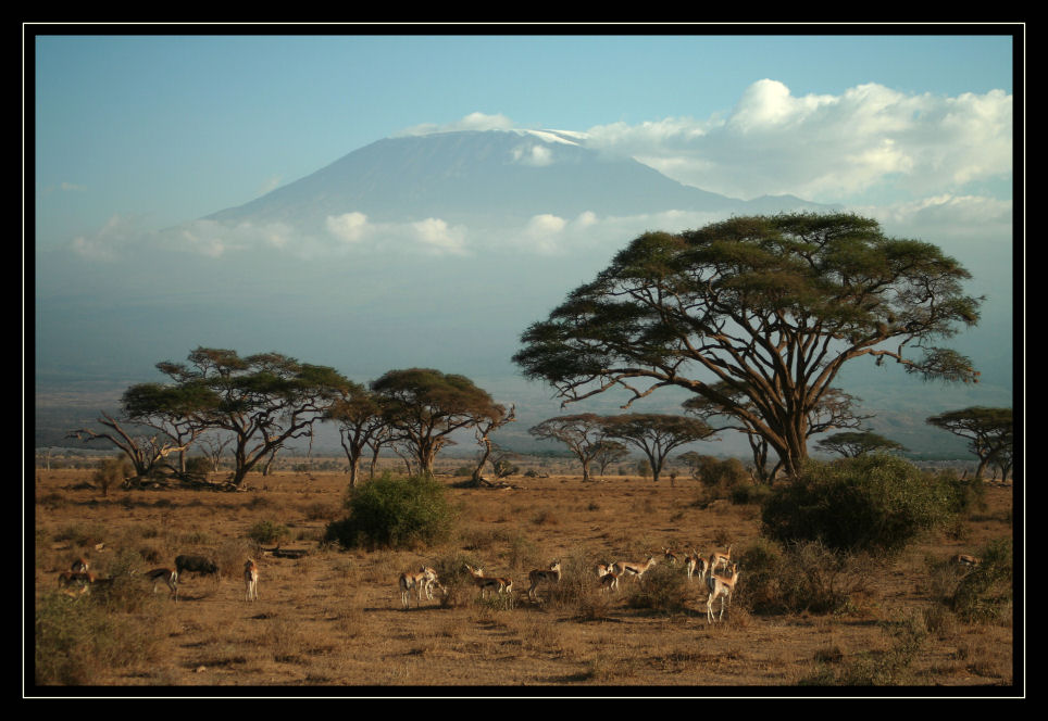 Picturepostcard from Kilimanjaro