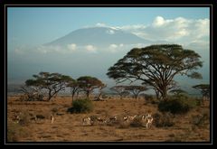 Picturepostcard from Kilimanjaro