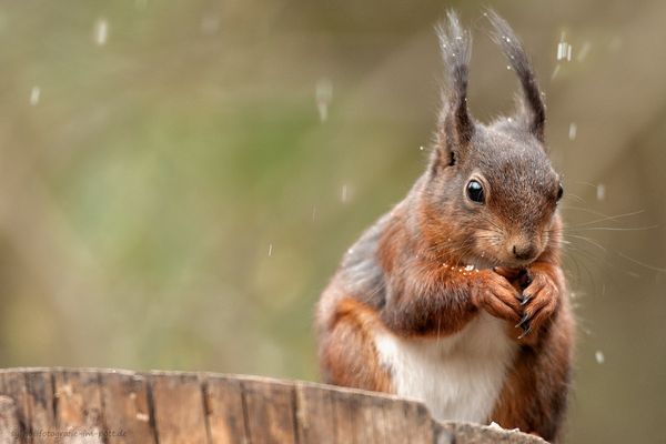 Pictures for nuts ;)