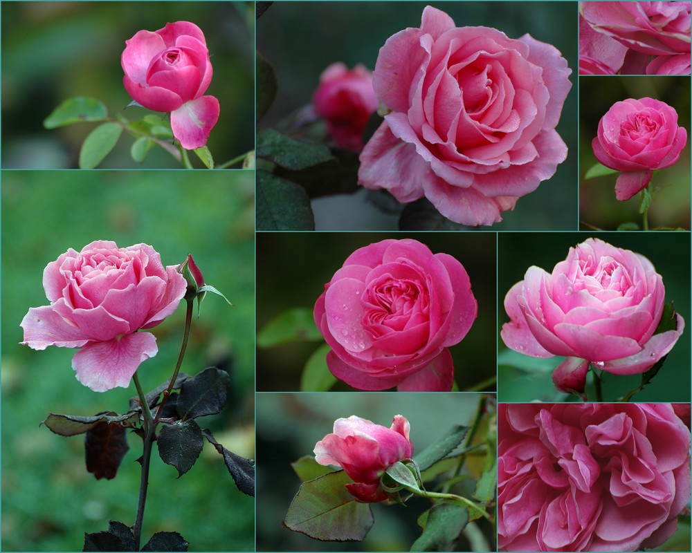 Pictures of roses against the tristesse of nomember