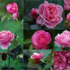 Pictures of roses against the tristesse of nomember