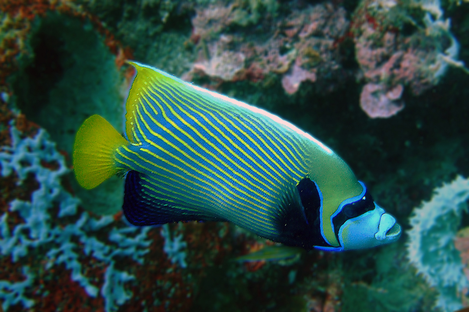 Picturesque lined emperor angelfish