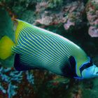 Picturesque lined emperor angelfish