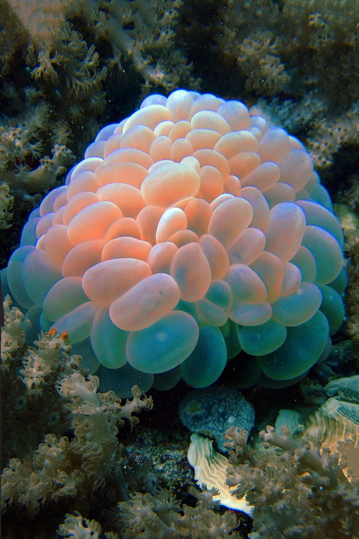 Picturesque underwater anemones