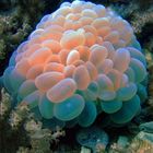 Picturesque underwater anemones