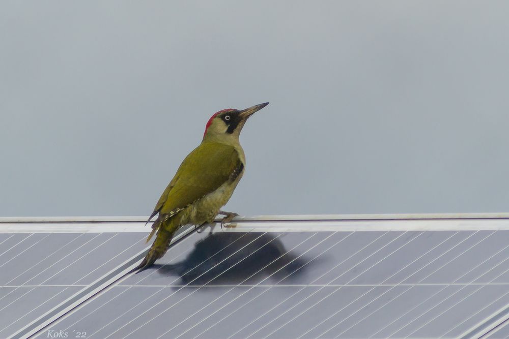 Picus solar viridis