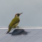 Picus solar viridis