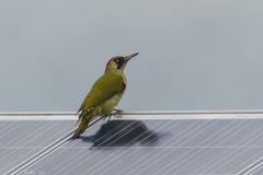 Picus solar viridis