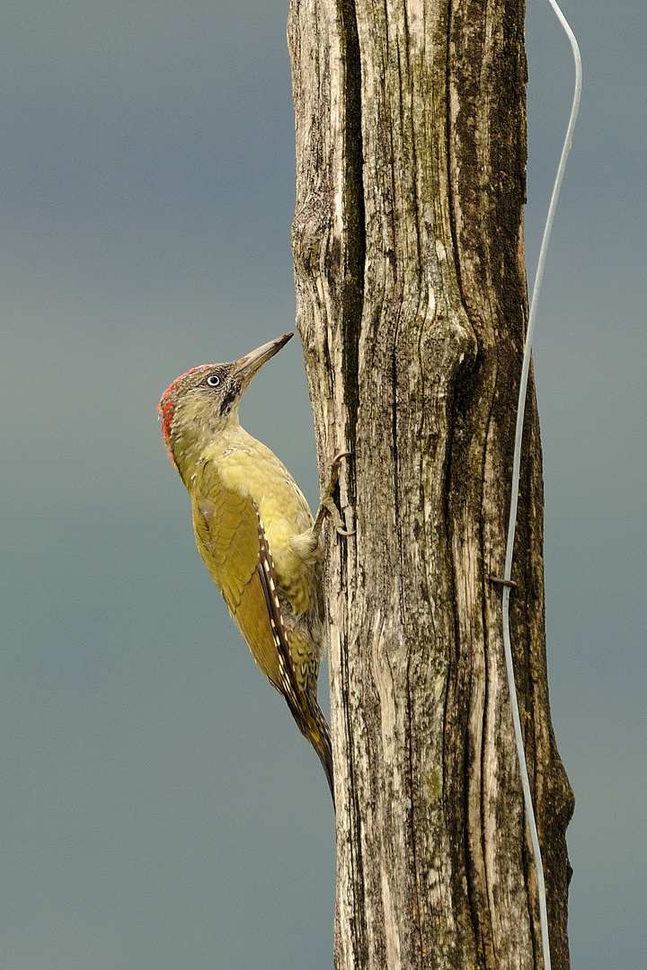 Picus viridis