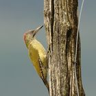 Picus viridis