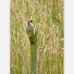 picus viridis....