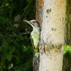 Picus viridis 