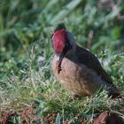 Picus viridis