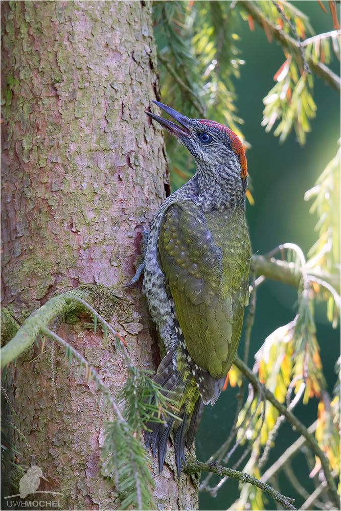 Picus viridis-green woodpecker-Günspecht