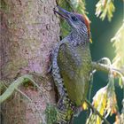 Picus viridis-green woodpecker-Günspecht