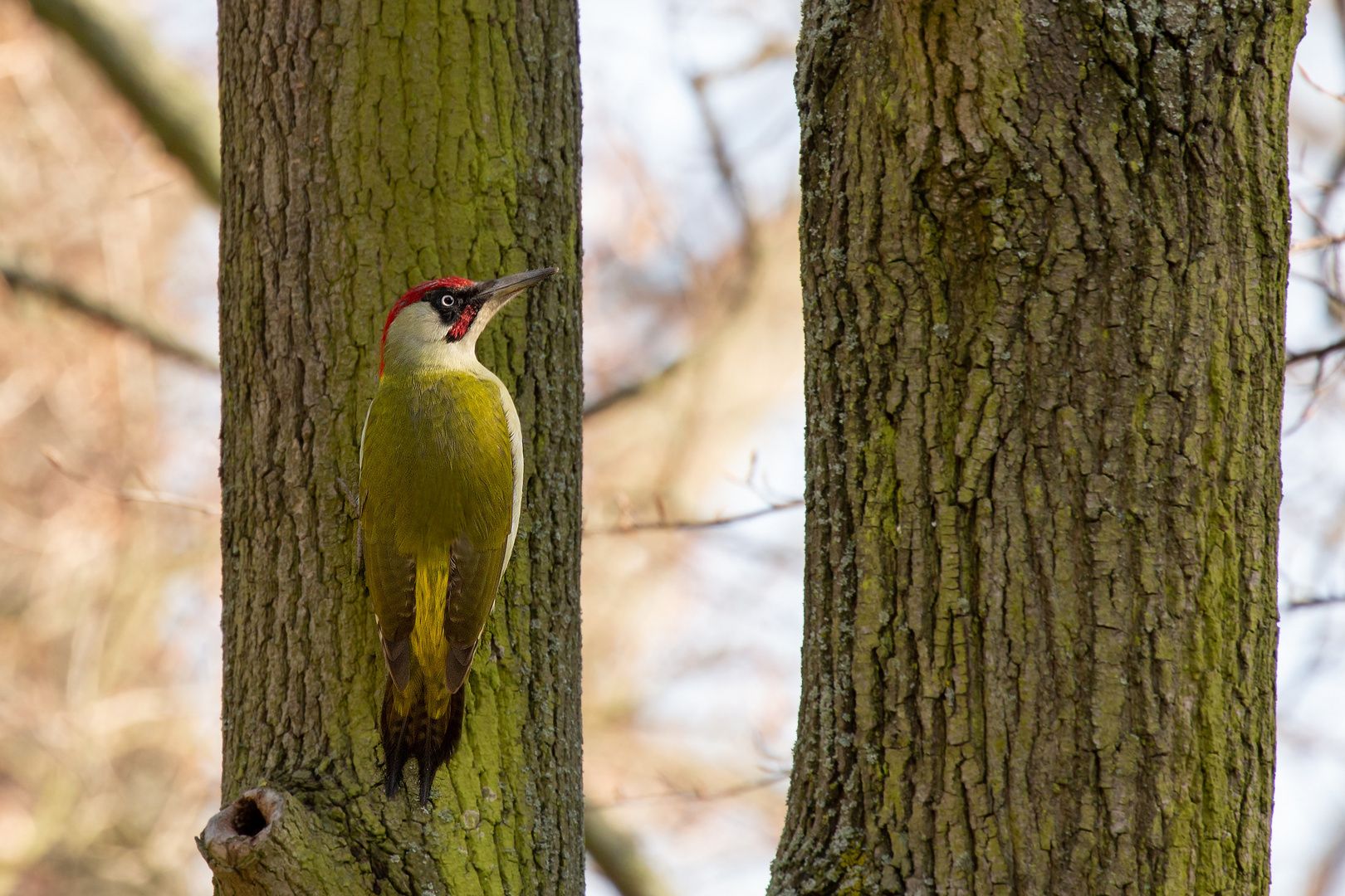 Picus viridis - Grünspecht am Baum 