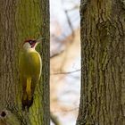 Picus viridis - Grünspecht am Baum 