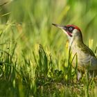 Picus Viridis  - Grünspecht im Frühling