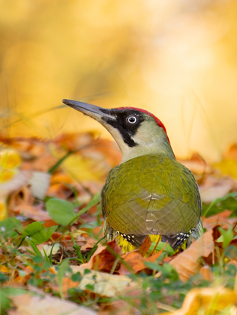 Picus viridis - Grünspecht im November