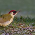 Picus viridis -  Grünspecht - m 