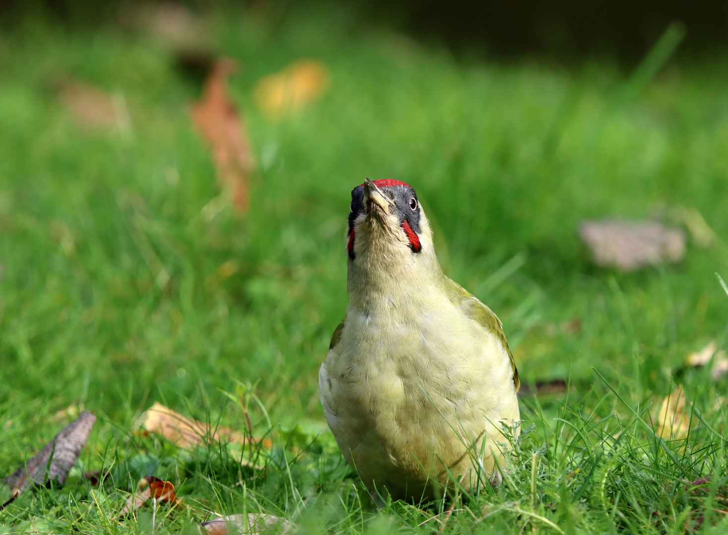 Picus viridis hochnasicus