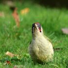 Picus viridis hochnasicus