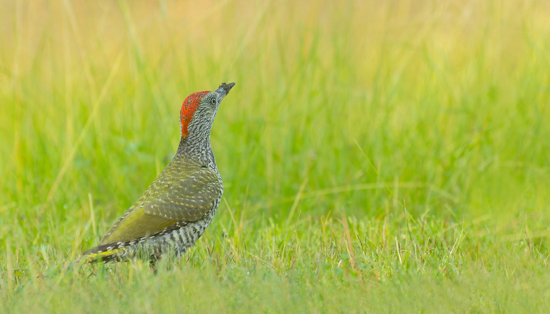 Picus viridis - junger Grünspecht auf Nahrungssuche 