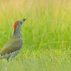 Picus viridis - junger Grünspecht auf Nahrungssuche 