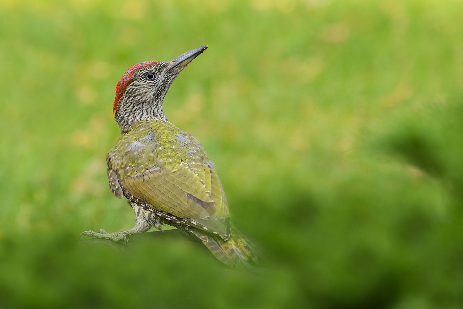 Picus viridis  - junger Grünspecht - Erdspecht