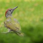 Picus viridis  - junger Grünspecht - Erdspecht