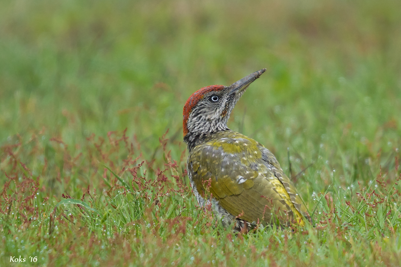 Picus viridis Junior