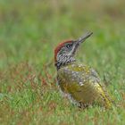 Picus viridis Junior