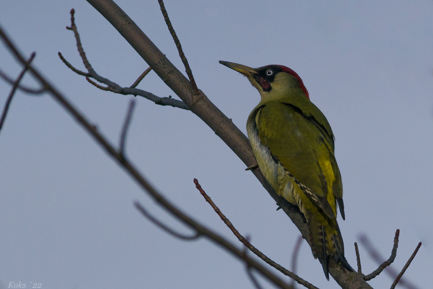 Picus viridis Schlechtlichtis