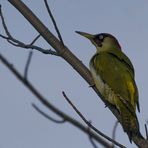 Picus viridis Schlechtlichtis