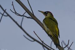 Picus viridis Schlechtlichtis