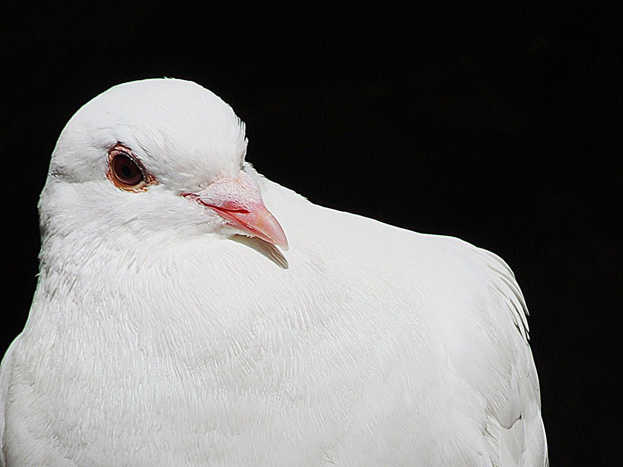 pidgeon at rest